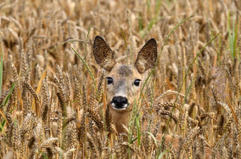 2012_08_04_0053_Schmalwinkel