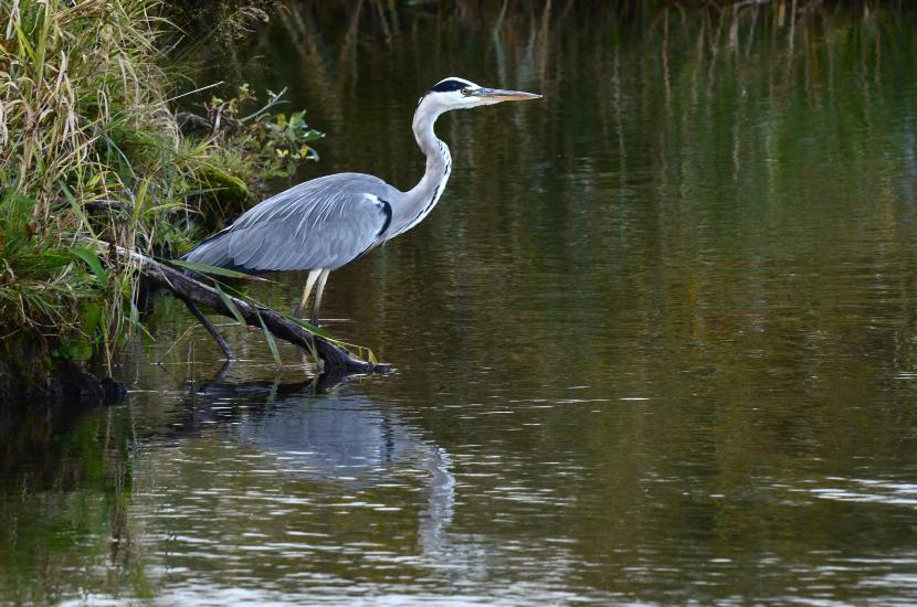 2012_10_10_1392_SalemST