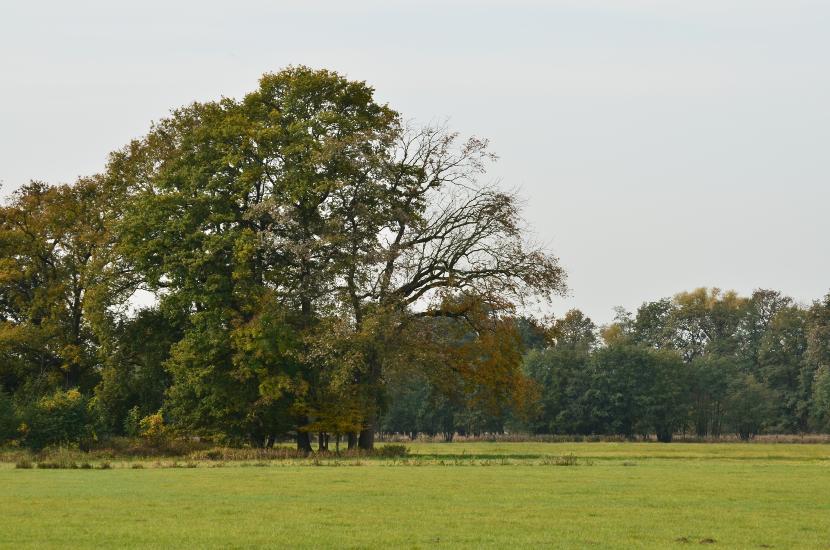 2012_10_20_0086_Schmalwinkel