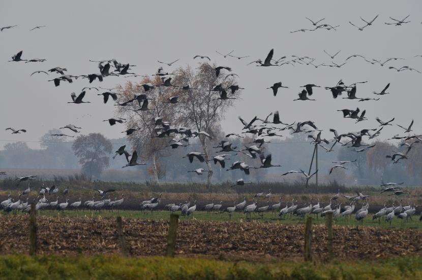 2012_11_09_0131_DHMtele