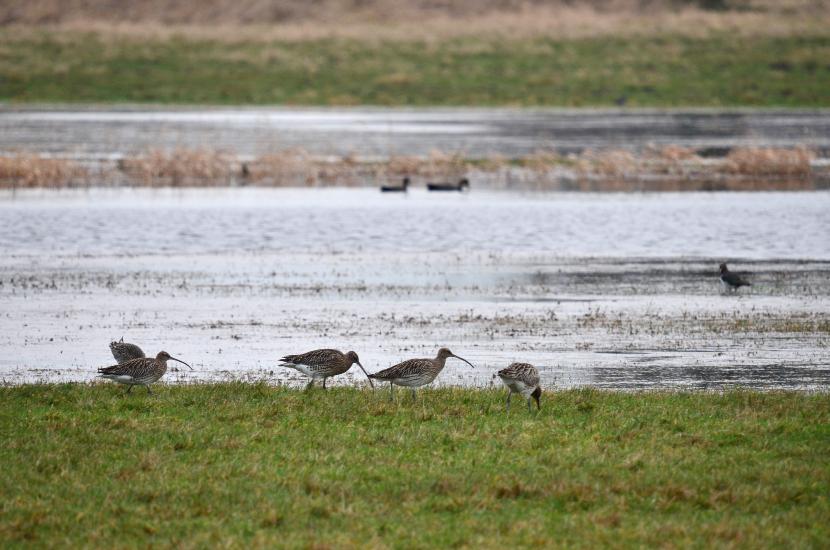 2013_01_05_0144_Naturfoto