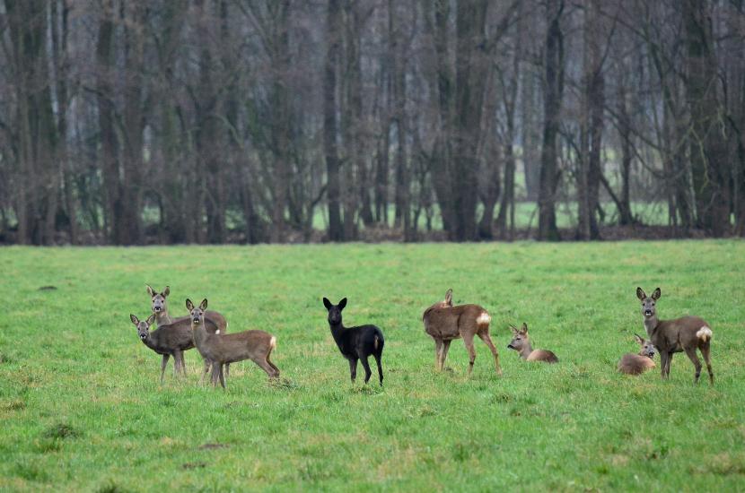 2013_01_05_0321_Naturfoto