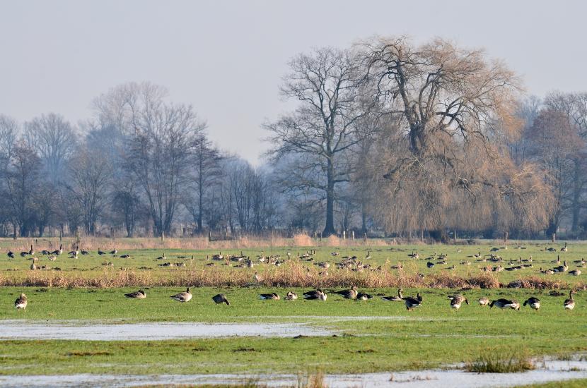 2013_01_12_0640_Naturfoto