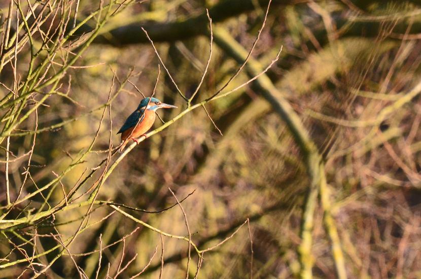 2013_01_12_0672_Naturfoto