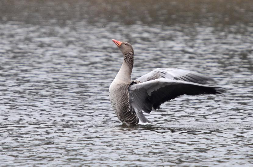 2013_03_03_0377_P7100