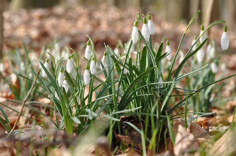 2013_03_16_0451_Makro85mm