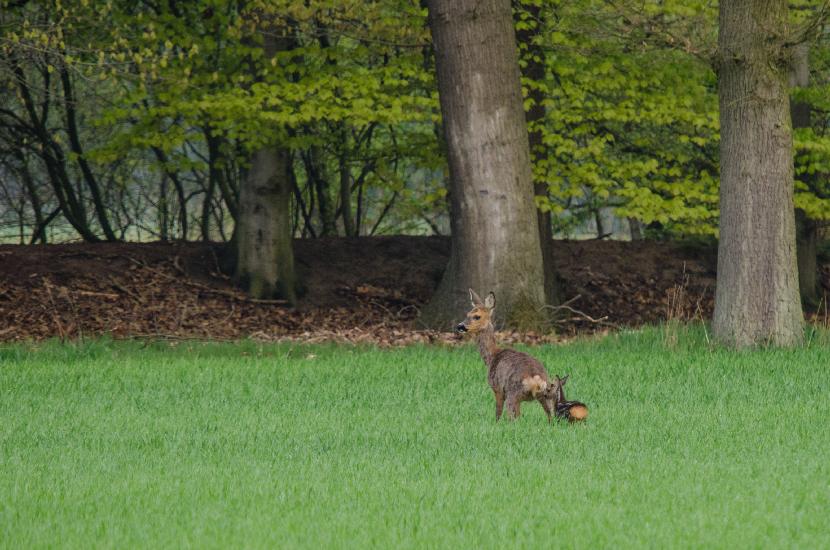 2013_05_05_0349_Tele_LR