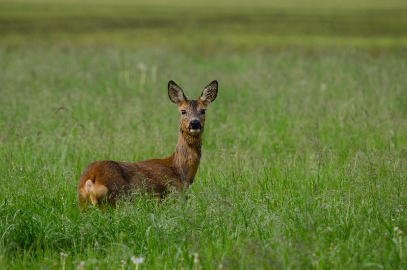 2013_05_30_0398_Tele_LR