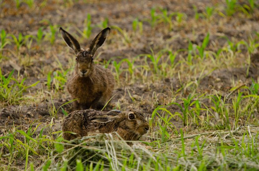 2013_06_09_0584_Tele_LR