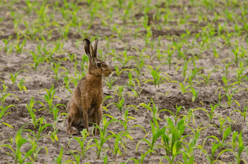 2013_06_09_0599_Tele_LR