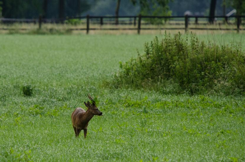 2013_06_23_0269_Tele_LR