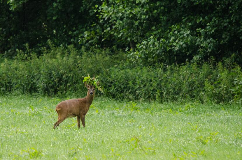 2013_06_23_0282_Tele_LR