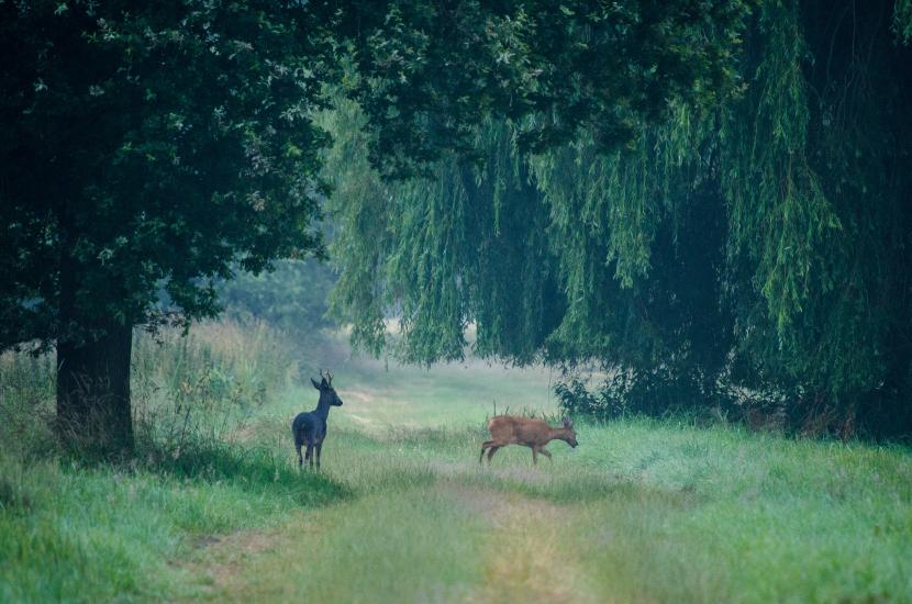 2013_07_14_0110_Tele_LR