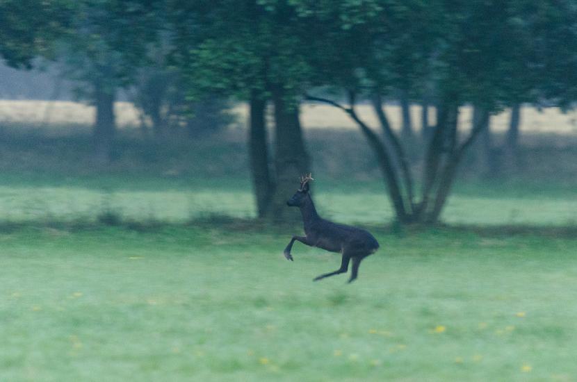 2013_07_14_0126_Tele_LR