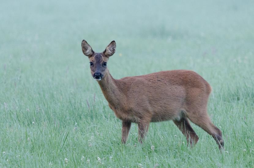 2013_07_16_0273_Tele_LR