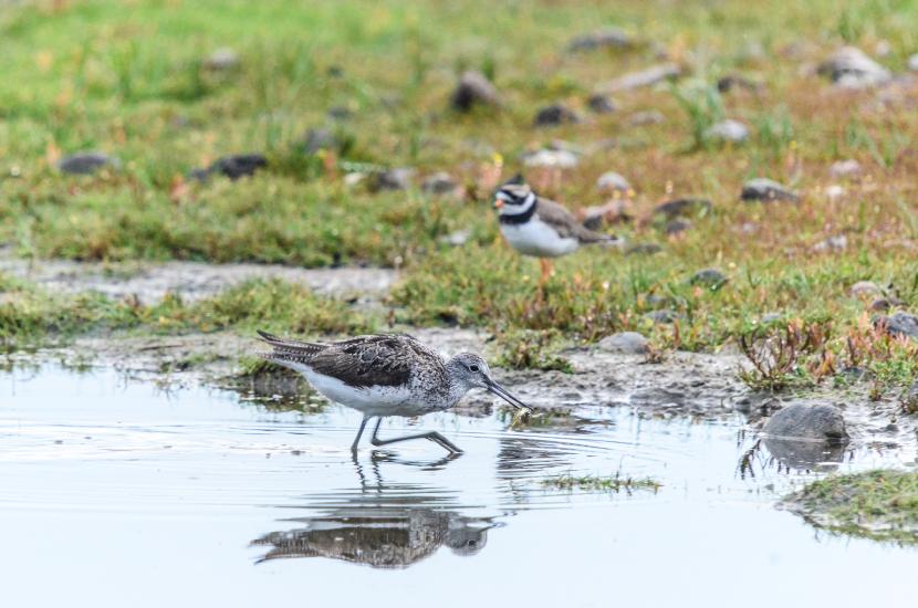 2013_07_25_3594_FehmarnTeleII_LR