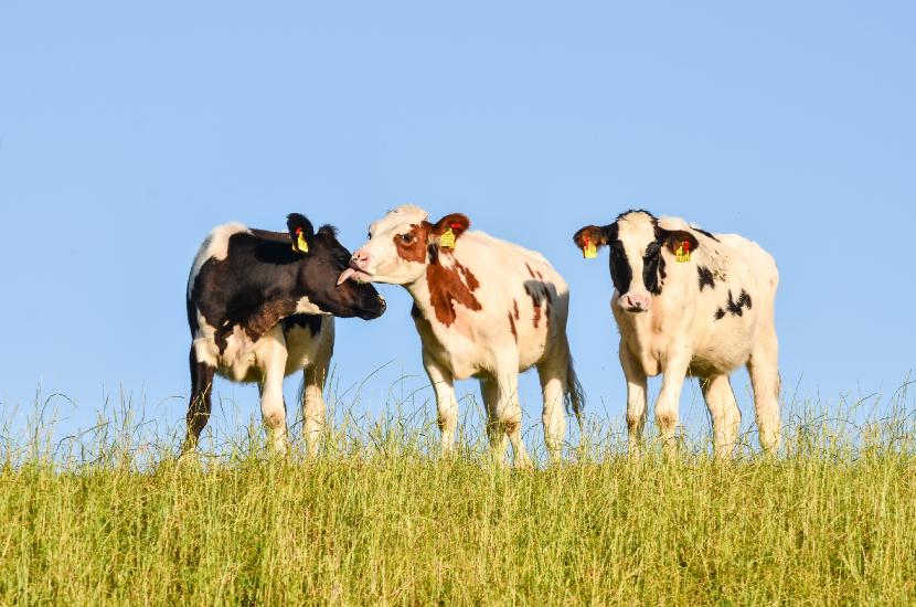 2013_08_04_0868_CuxhavenTELE_LR