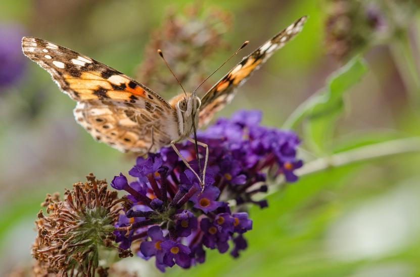 2013_08_25_0364_Makro_LR