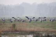 2011_02_13_172_BruchKraniche